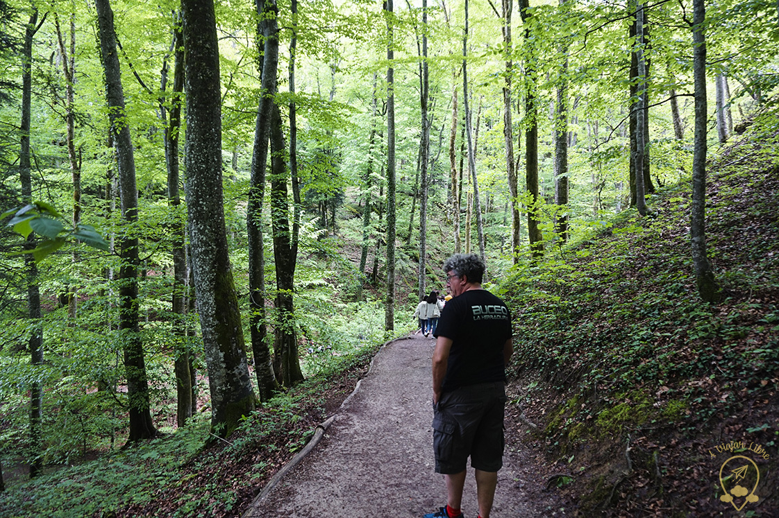 Forest_Plitvice_Croatia