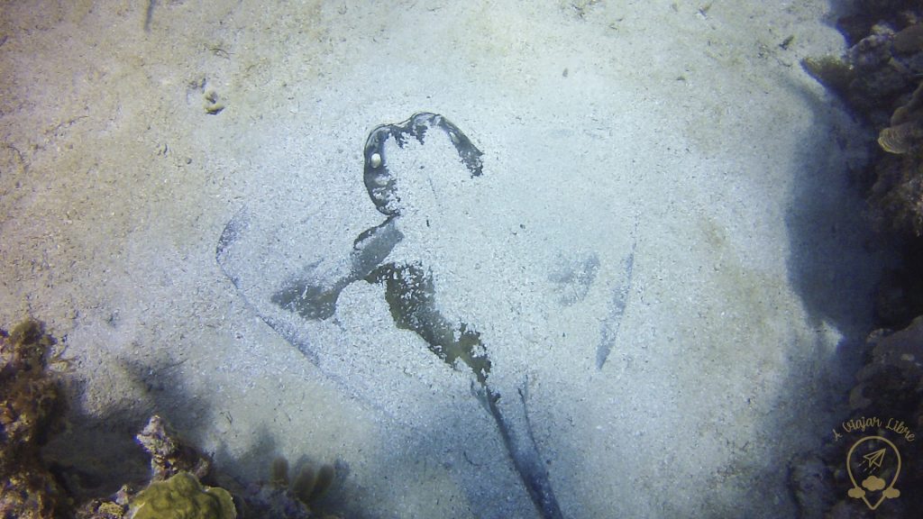 Hidden_Sting_Ray_Jamaica Hidden_Sting_Ray_Jamaica