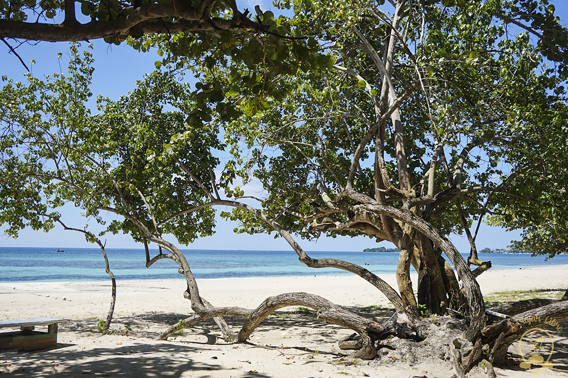 tree_in_seven-mile_beach_Jamaica tree_in_seven-mile_beach_Jamaica