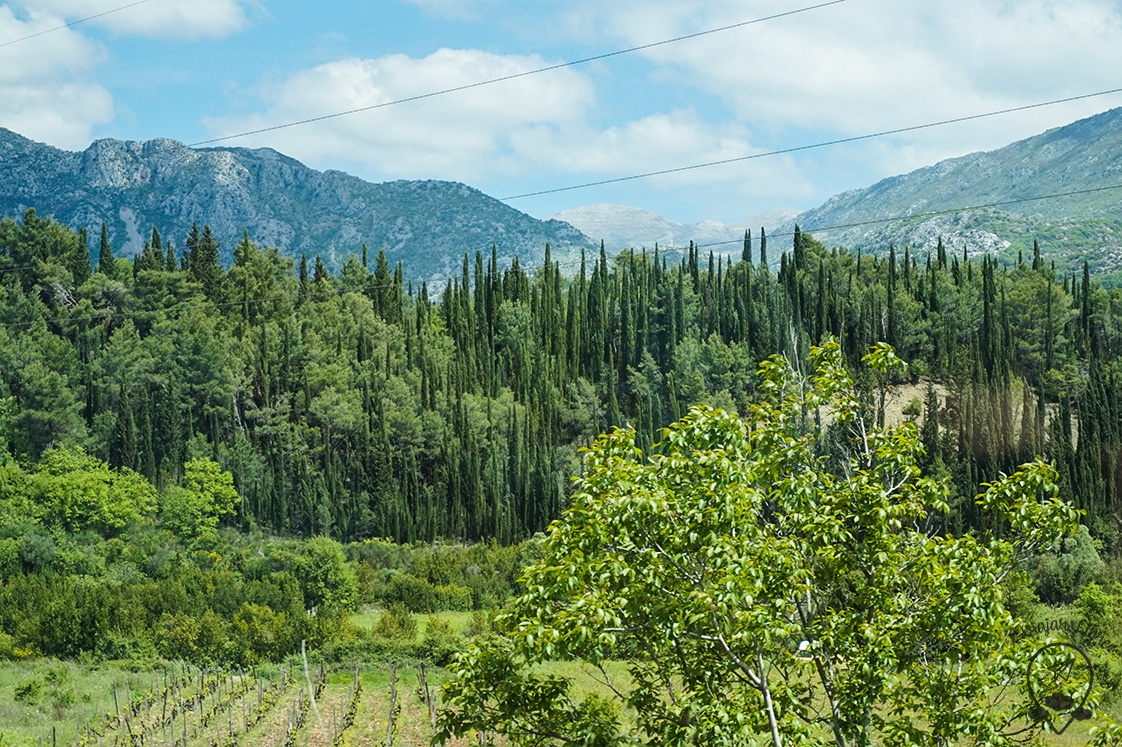 Landscape_forest_Croatia