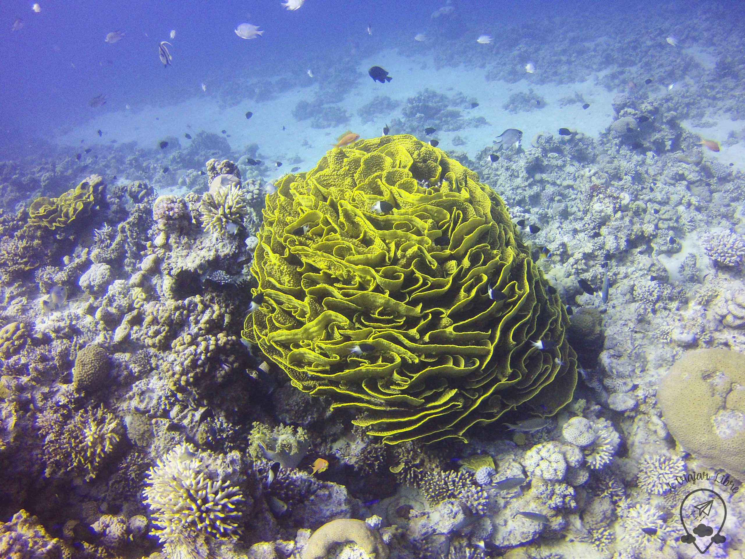buceo flora