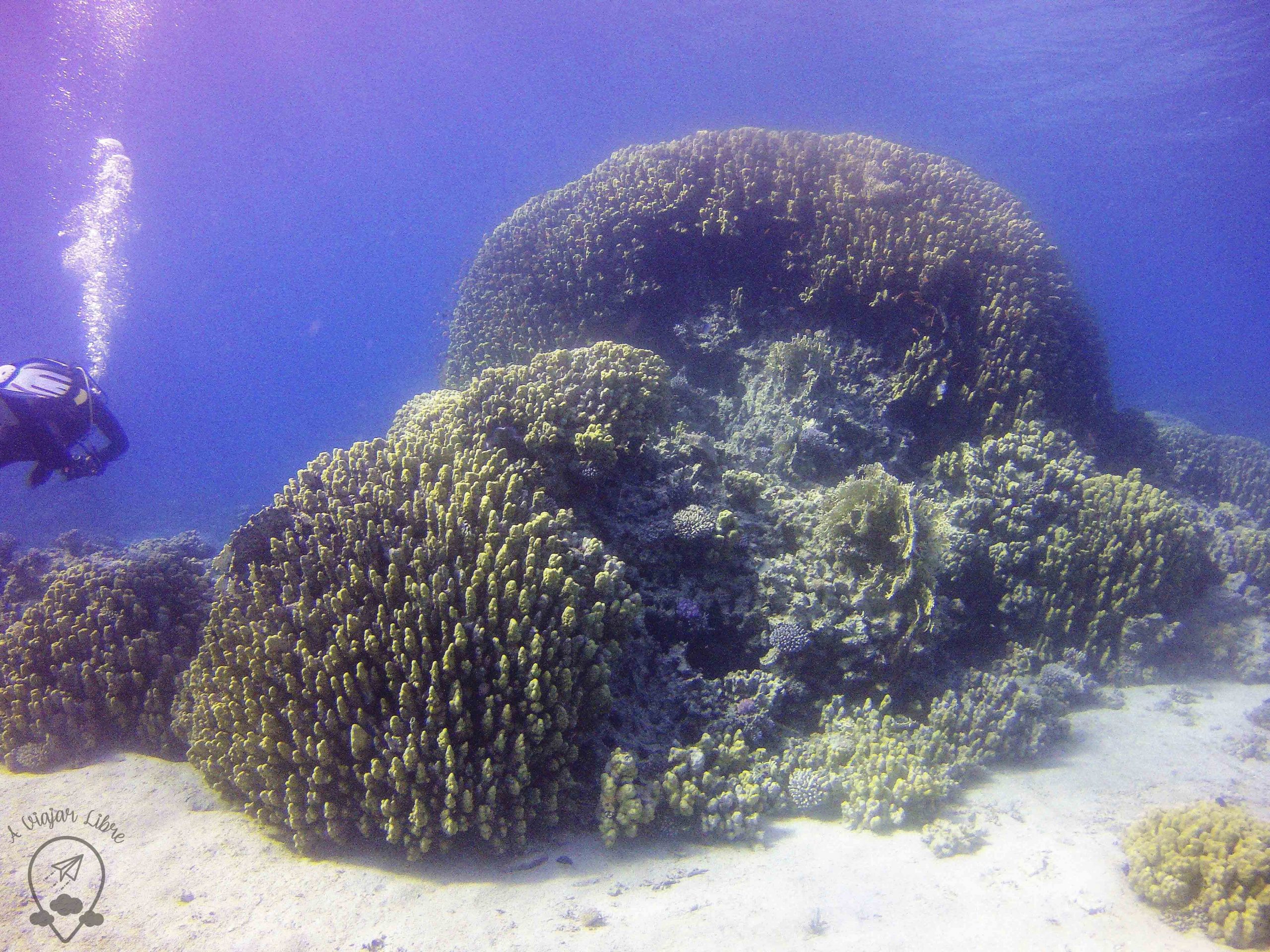 pináculos de coral