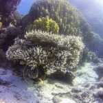 pez globo aqaba