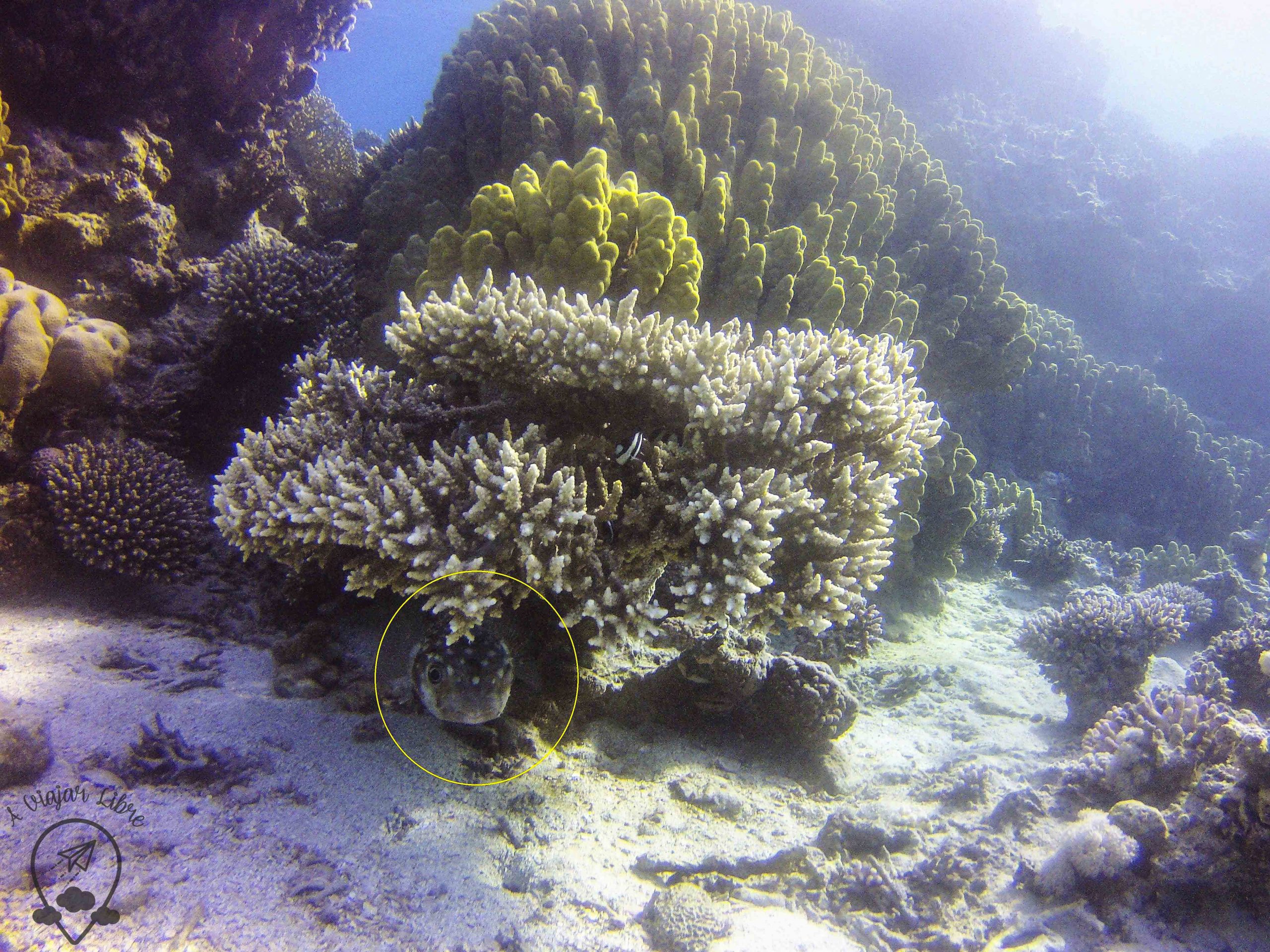 pez globo aqaba
