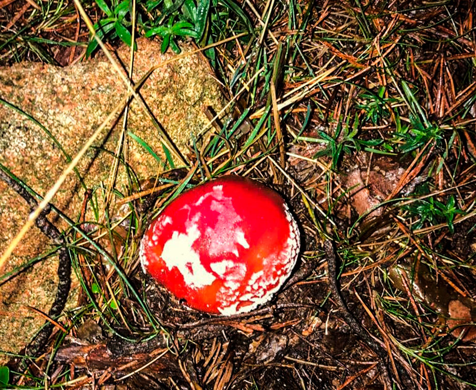 Amanita-Phalloide Amanita-Phalloide